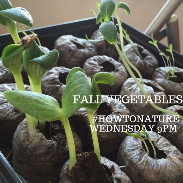 Fall vegetable How To Nature Twitter chat