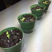 Romaine Freckles seedlings day 1