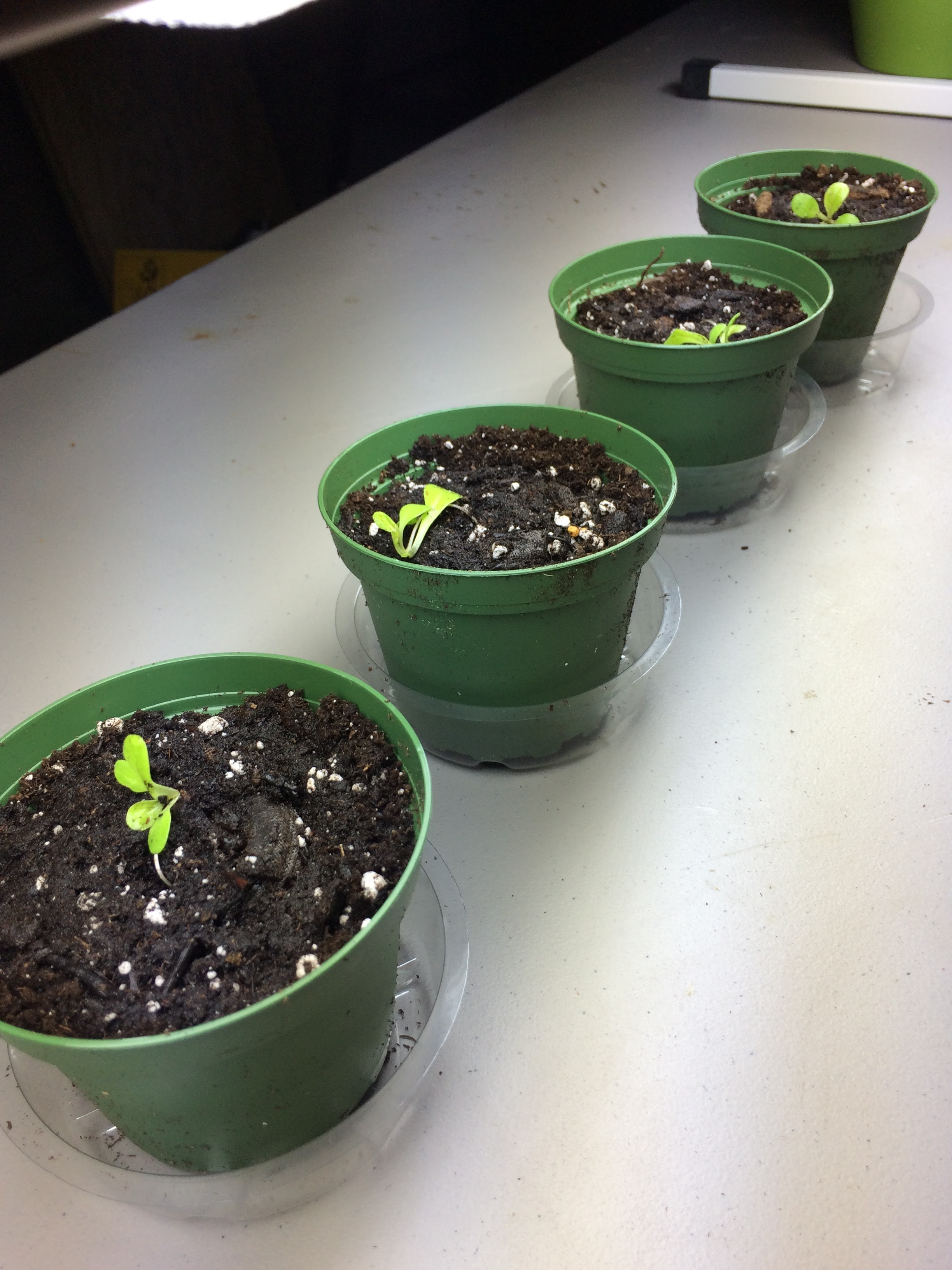 Romaine Freckles seedlings day 1