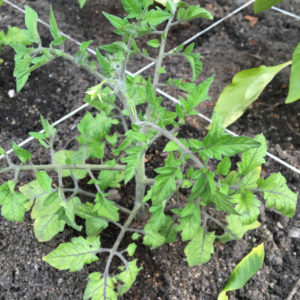 tomato plant, tomato flower