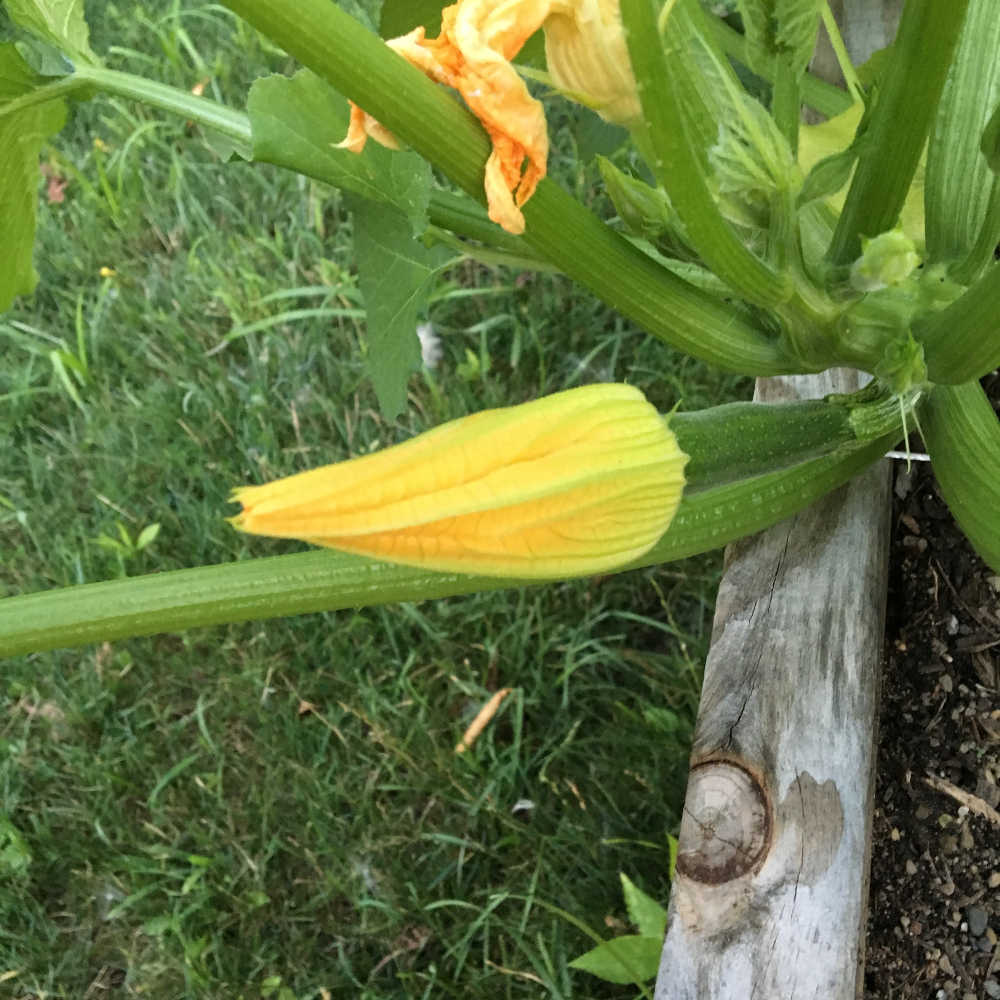 female zucchini flower fertilized
