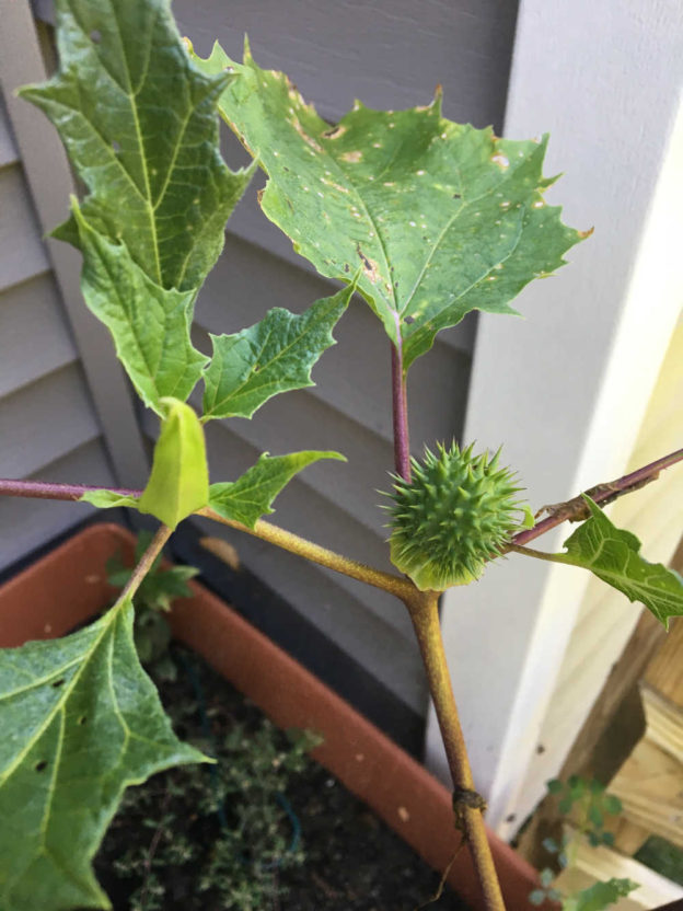 When You Accidentally Grow The Hallucinogenic Plant Jimsonweed In Your