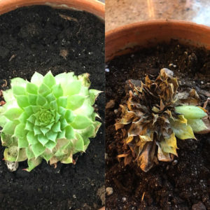 sempervivum hen and chicks