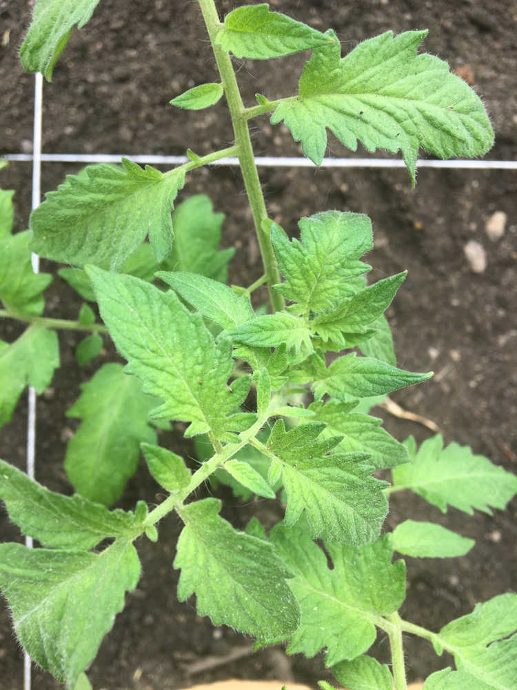 Tomato plant in raised bed