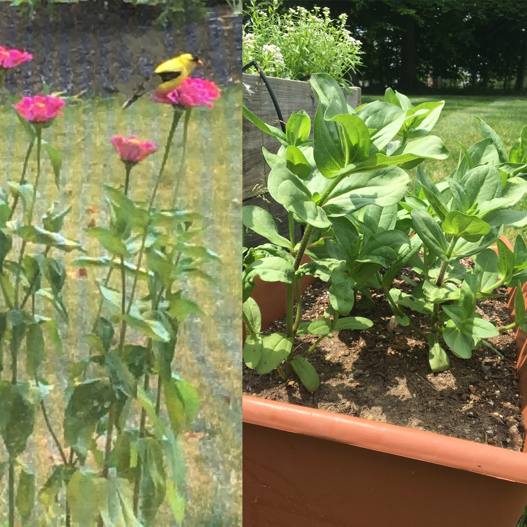 Zinnias unpinched (left) and pinched (right)
