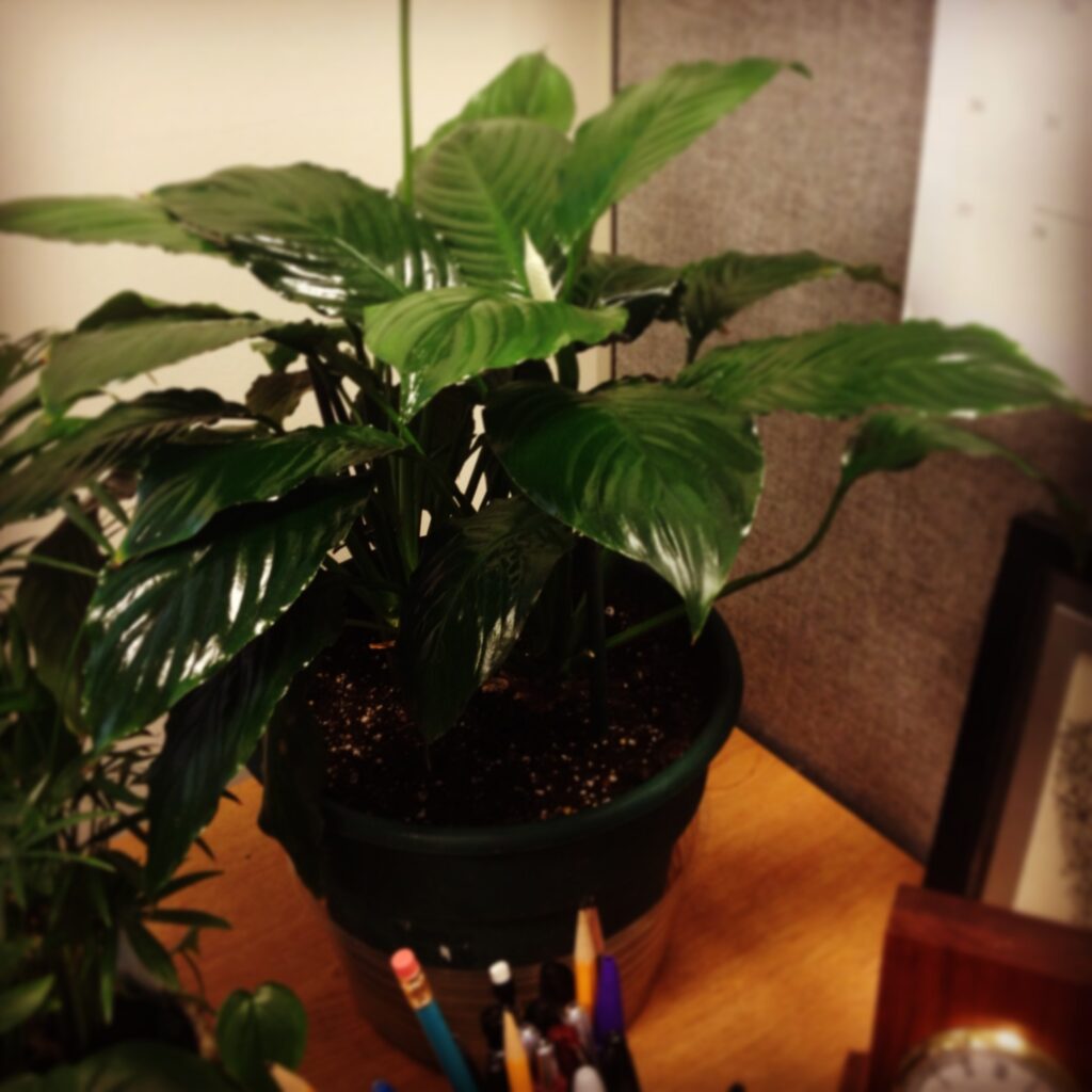 spathiphyllum on desk