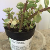 Portulacaria aura 'Variegata' elephant food succulent
