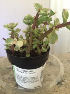 Portulacaria aura 'Variegata' elephant food succulent