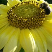Mini sunflower