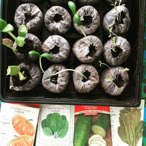 Fall vegetables in seed tray: pumpkin, baby spinach, cucumber, romaine lettuce