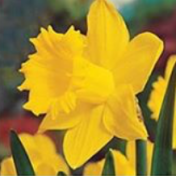 bulbs daffodils