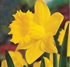 bulbs daffodils