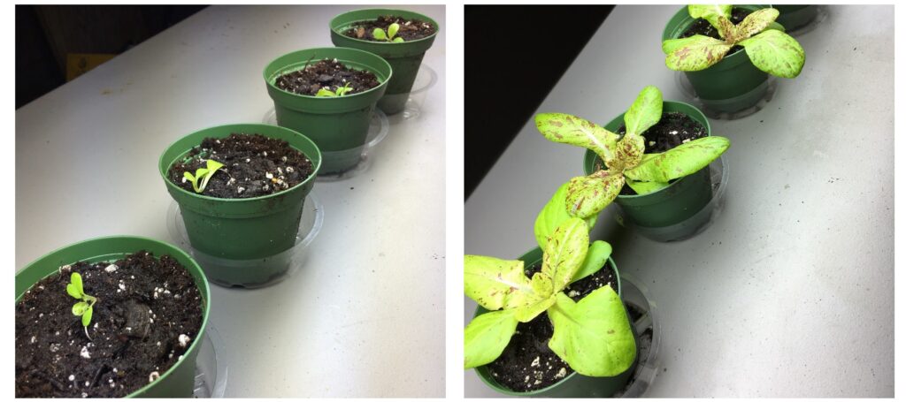 Romaine Freckles day 1 and 20