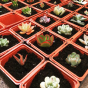 succulent cuttings potted