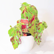 droopy coleus