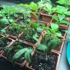 vegetable seed starting tomato