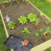 raised garden bed, vegetable garden