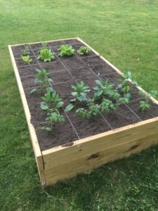 vegetable garden, raised bed garden