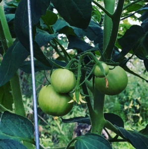 tomato plant