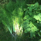 fennel plants