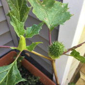 Datura jimson weed nightshade