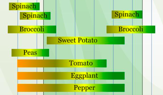 When to plant and harvest vegetable crops in Zone 6