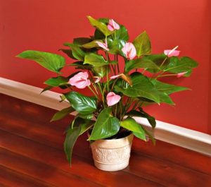 White flower farm pink anthurium