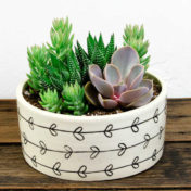 succulent dish garden