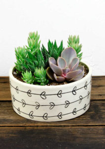 succulent dish garden