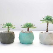 These little succulent trees from Fat Plant Farm had me rethinking what I do with stretched succulents.