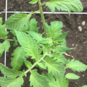 Tomato plant in raised bed