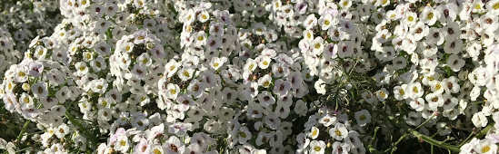 white alyssum is great for attracting pollinators
