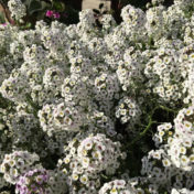 white alyssum