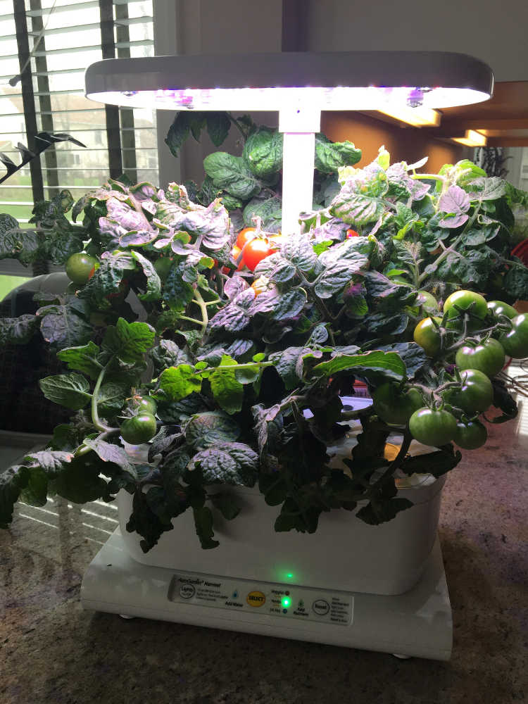 My AeroGarden on day 81. Getting ripe.