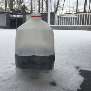 milkjug greenhouse with romanesco