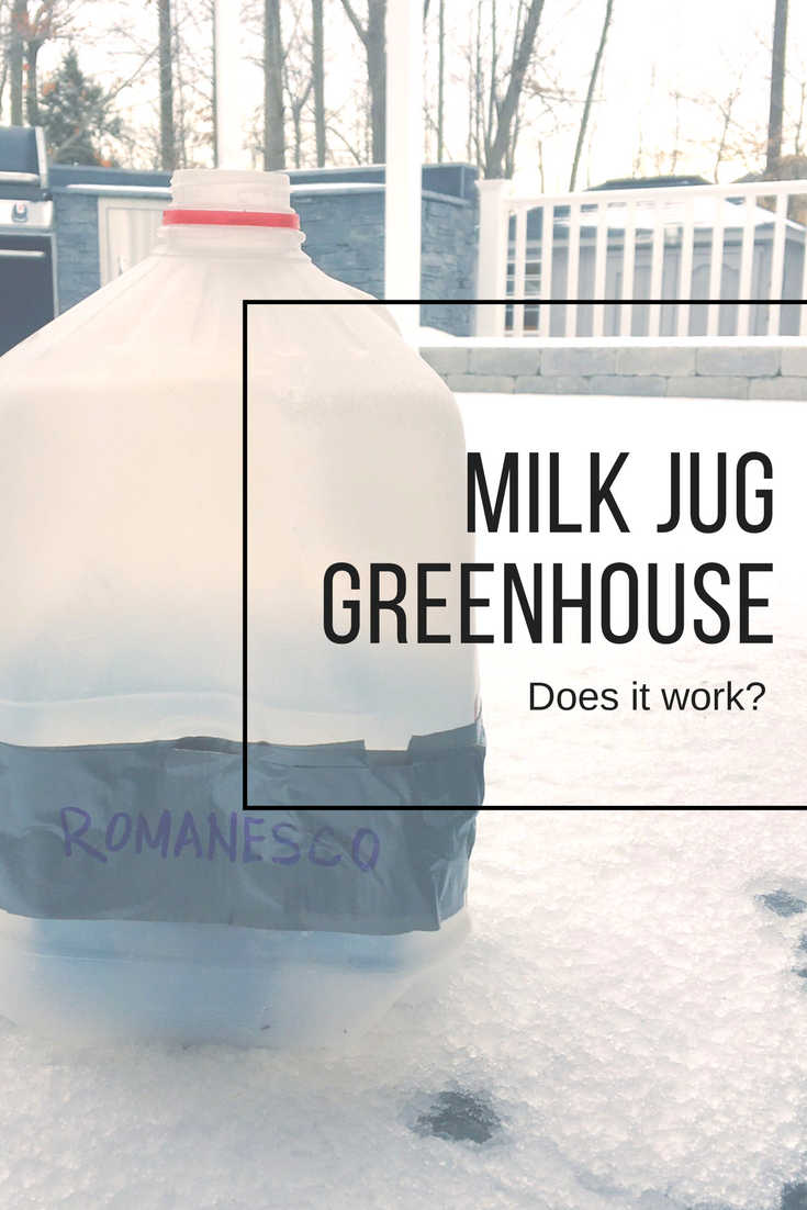 Milk Jug Greenhouse Does It Work