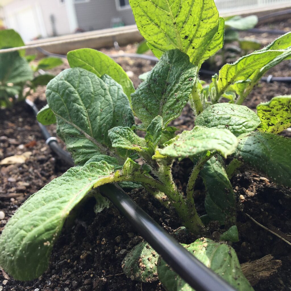 Drip line tubing under potato plants