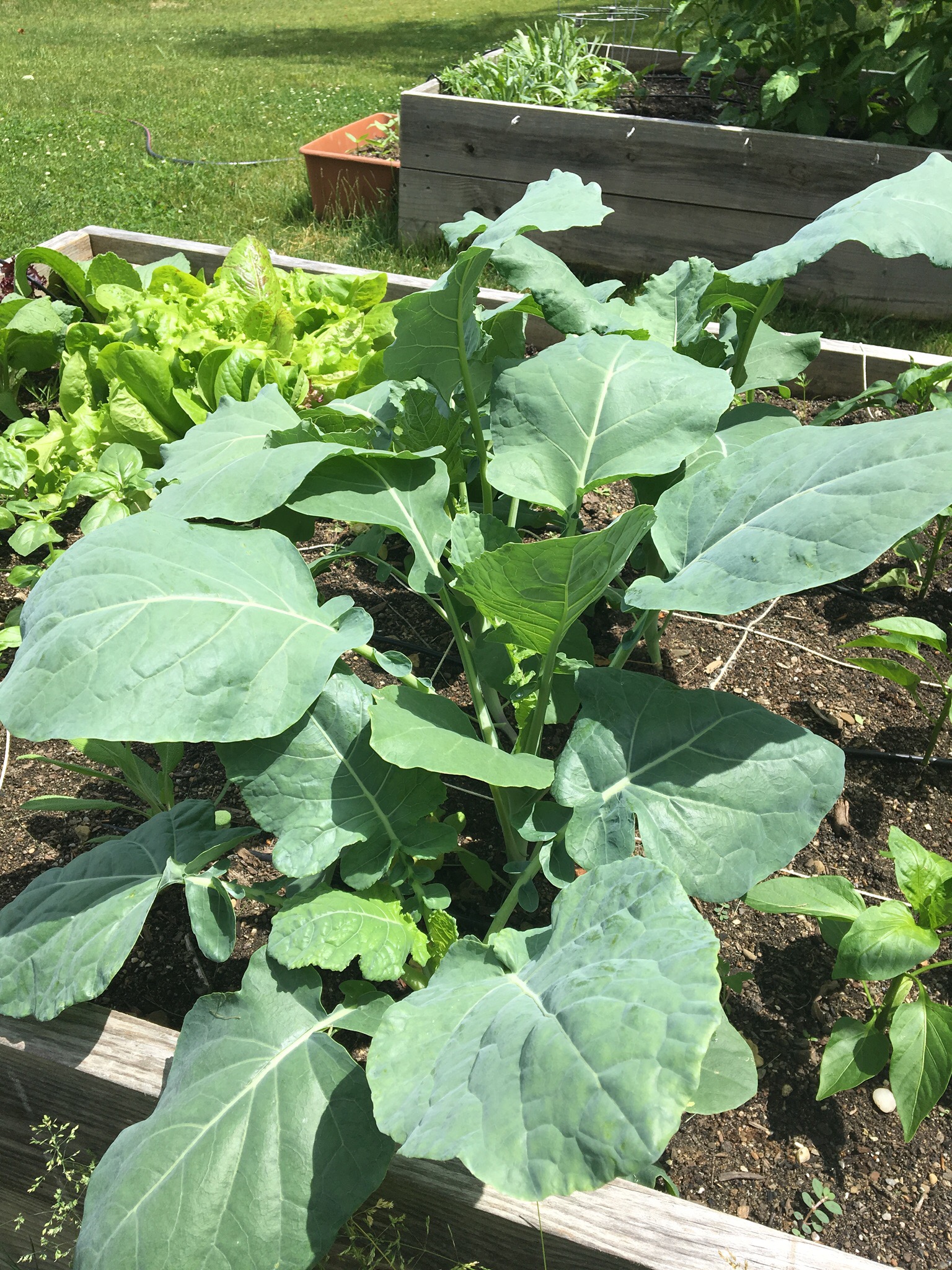 Romanesco broccoli