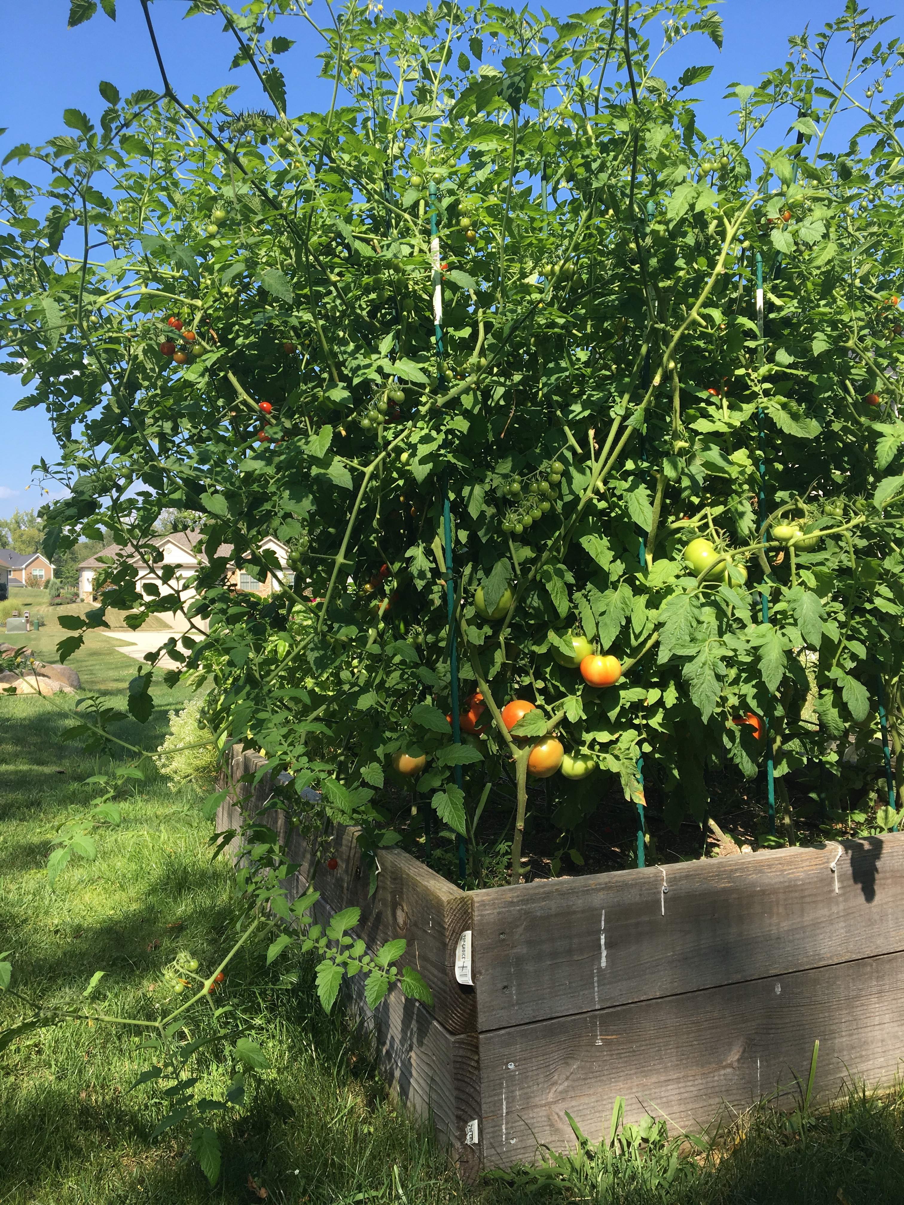 Tomatoes in a raised bed planted with the square foot gardening method