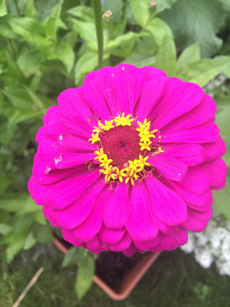 Zinnia Purple Prince